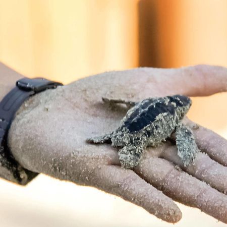 Hotel Club Intrawest Zihuatanejo Zewnętrze zdjęcie